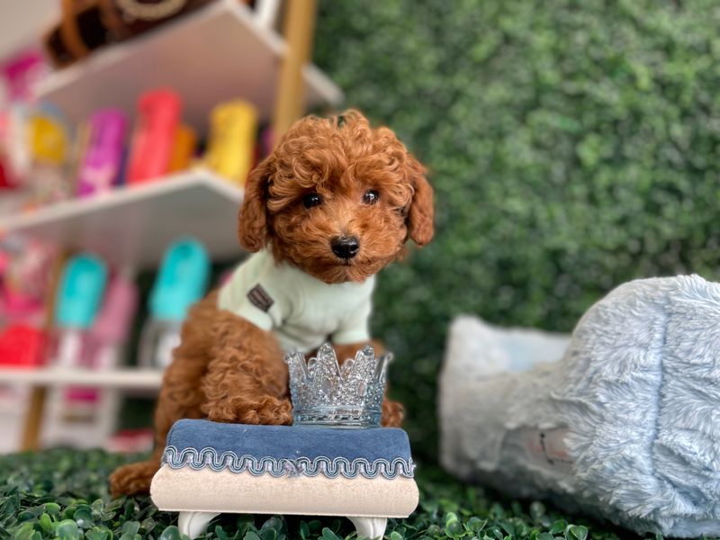 Toy Poodle Male 8 weeks old AKC registered  Ref# 1143