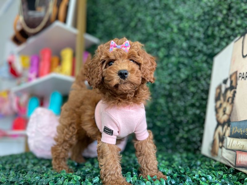 CKC registered  Dark Apricot Female Toy Poodle Ref #1109 12 weeks old