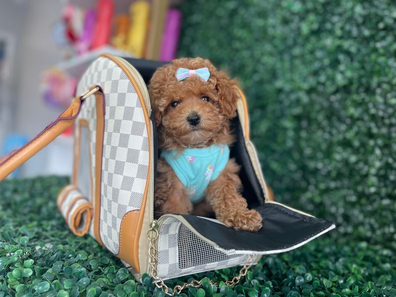 AKC registered  Tiny Apricot Toy Poodle Female  Ref #1110 9 weeks old