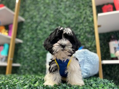 Teddy Bear Male Ref #1090 12 weeks old