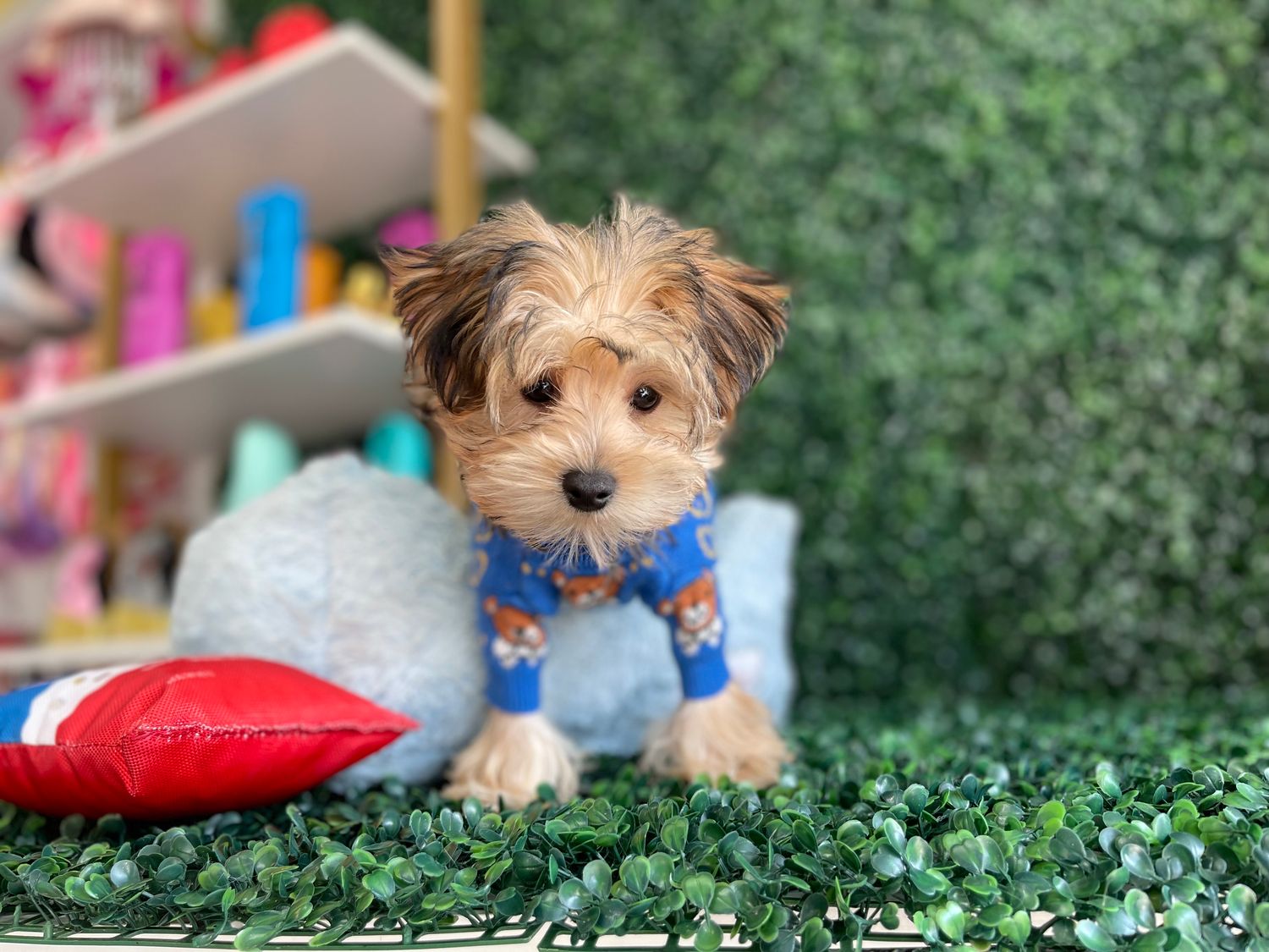 Tiny Male Morkie Ref #1104 12 weeks old