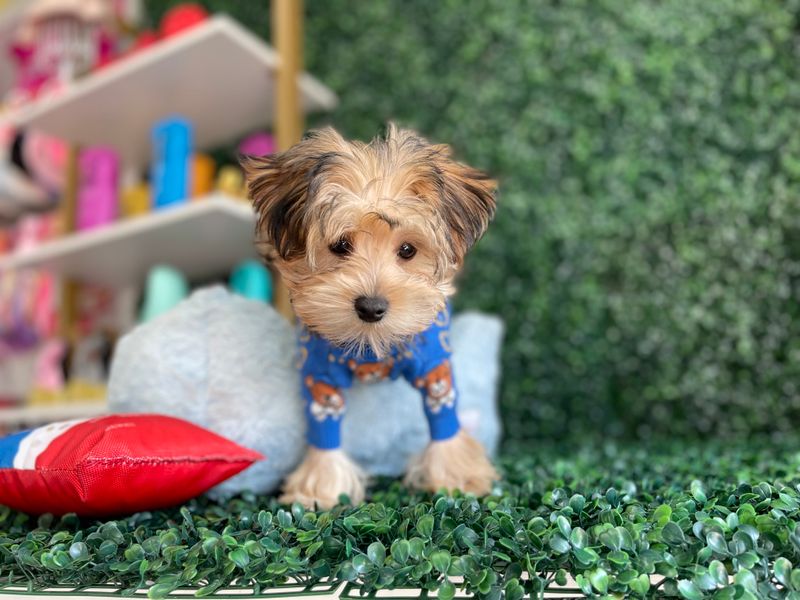 Tiny Male Morkie Ref #1104 12 weeks old