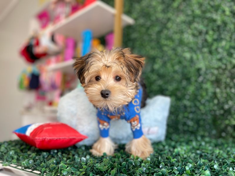 Tiny Male Morkie Ref #1104 12 weeks old
