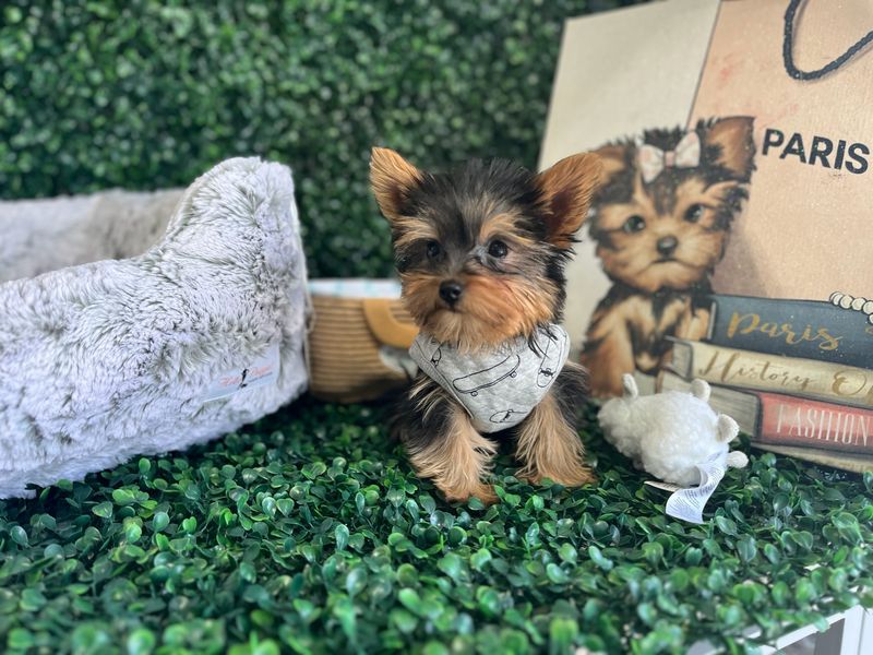 Tiny Yorkie Male CKC registered  Ref #1101  10 weeks old