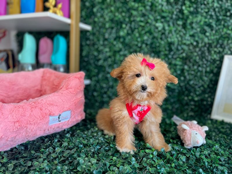 Tiny Apricot Maltipoo  Female Ref #1111 9 weeks old