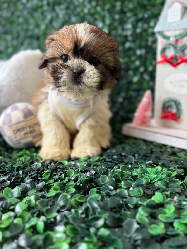 Teddy Bear Male Ref #1114 9 weeks old