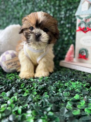 Teddy Bear Male Ref #1114 9 weeks old