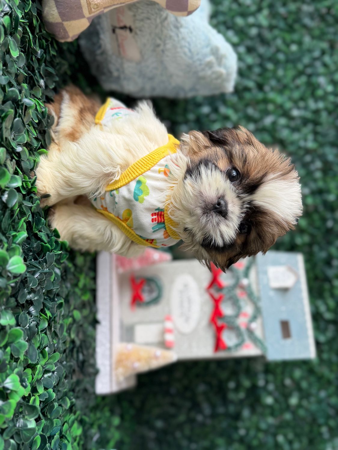 Tiny Teddy Bear Male Ref #1112  9 weeks old