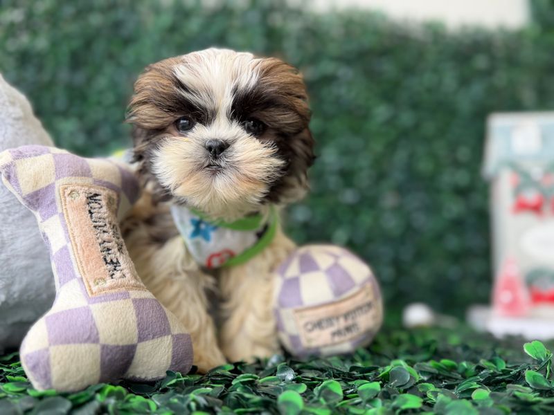 Tiny Teddy Bear Male Ref #1115 9 weeks old