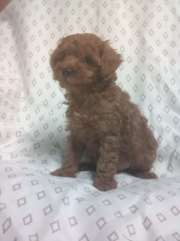AKC Red Toy Poodle  Male Ref #1117 8 weeks old
