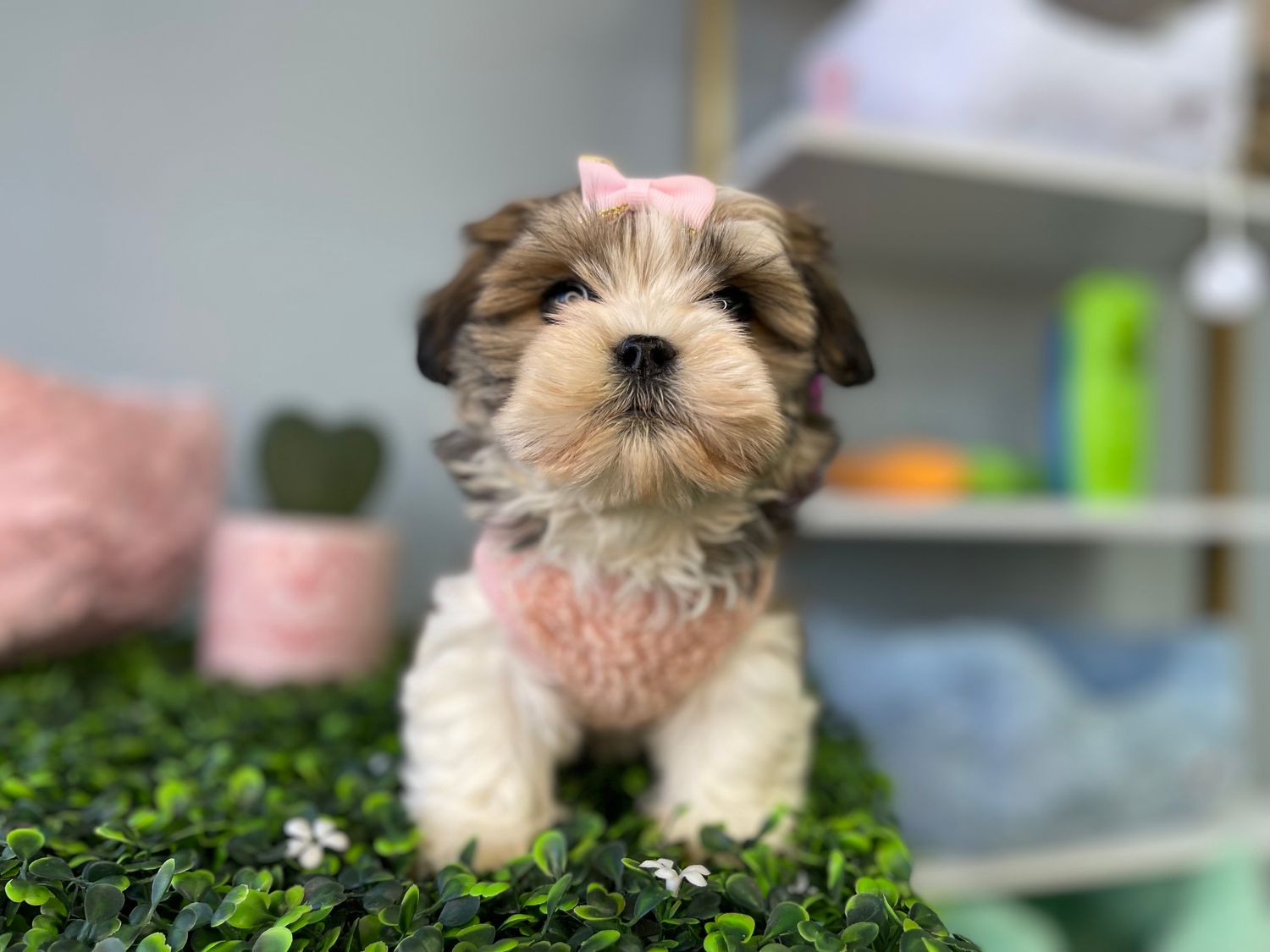 Tiny Teddy Bear Female Ref #1116 9 weeks old