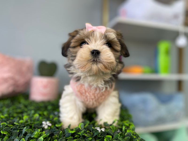 Tiny Teddy Bear Female Ref #1116 9 weeks old