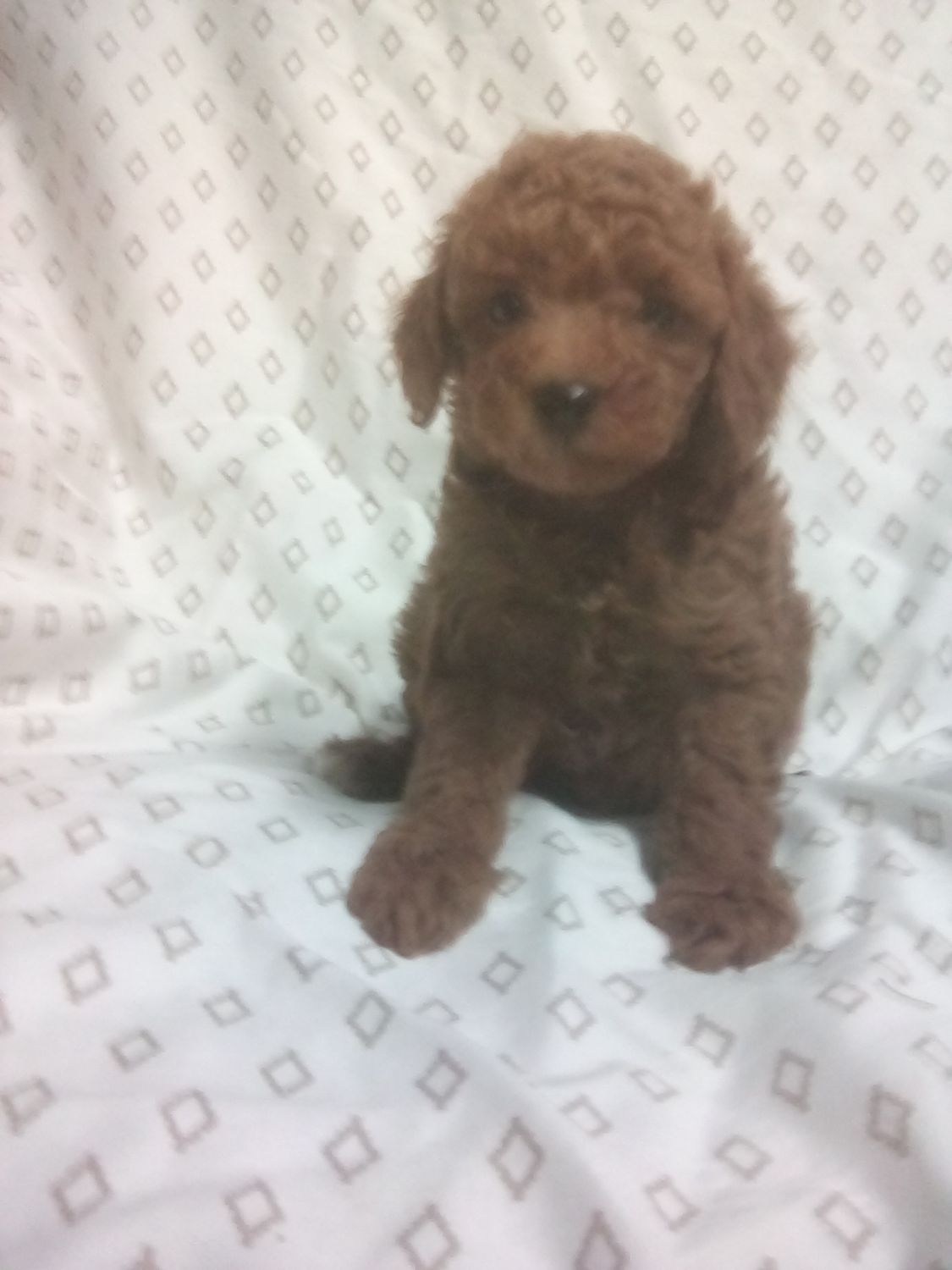 AKC Toy poodle Male 8 weeks old  Ref#1118