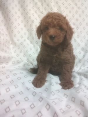 AKC Toy poodle Male 8 weeks old  Ref#1118