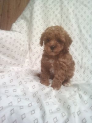 AKC registered  Tiny Apricot Toy Poodle Female Ref #1119  8 weeks old