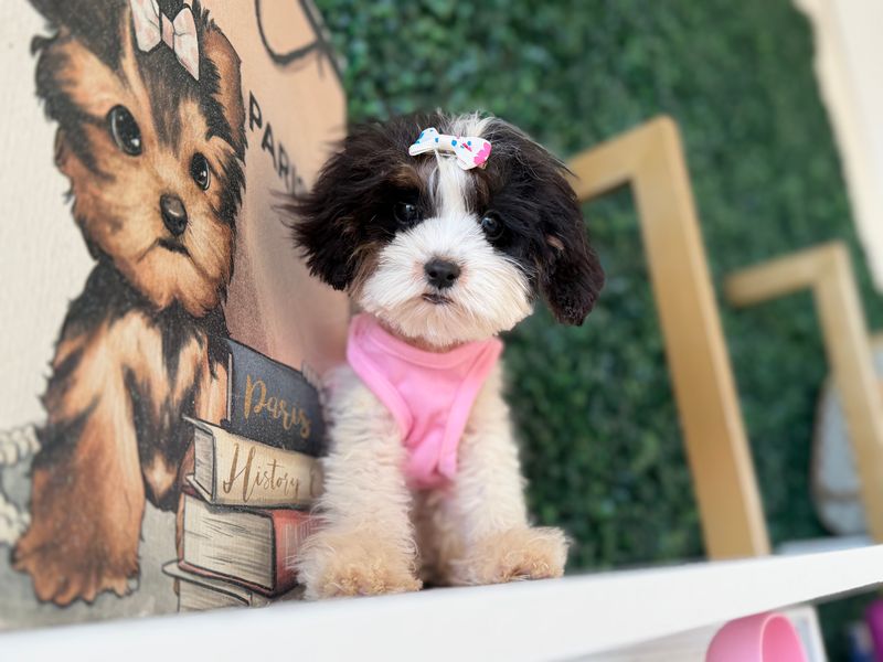 Tiny Female Cavapoo Ref #1120  14 weeks old