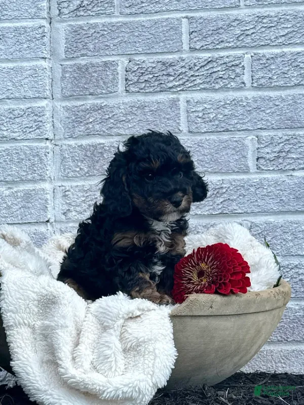 Male Cavapoo Ref #1121 16 weeks old
