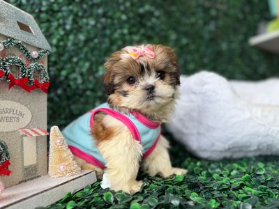 Tiny Teddy Bear Female Ref #1116 12 weeks old