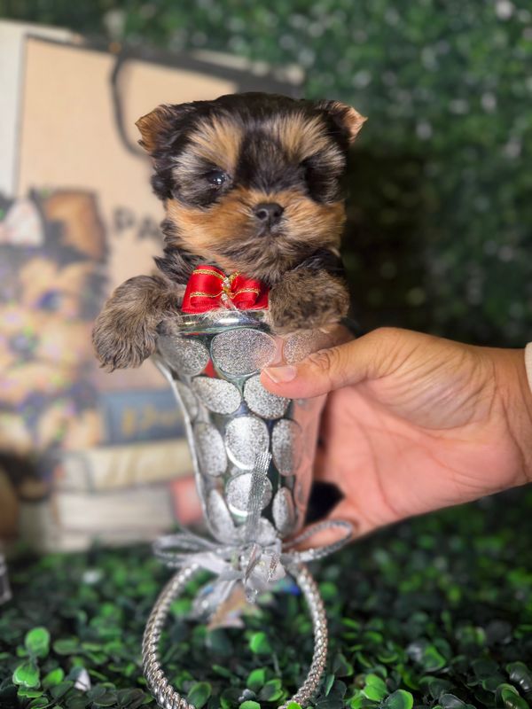 Micro Teacup Yorkie Male 8 weeks old  CKC Registered  Ref #1123