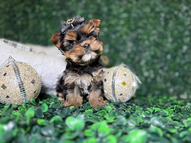 Micro Teacup Yorkie Female    8 weeks old  CKC registered  Ref #1122