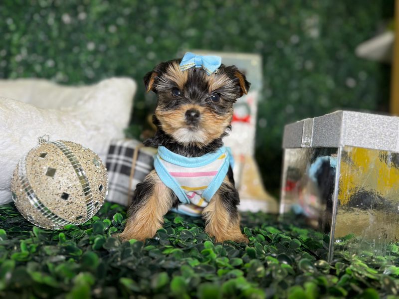 XTiny Female Yorkie   8 weeks old  Ckc registered  Ref #1126