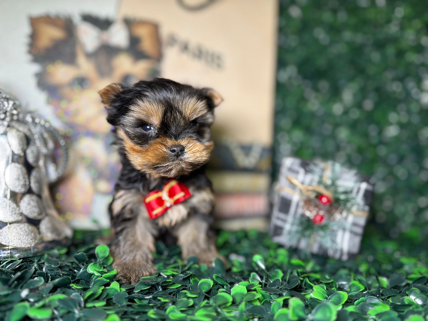 Micro Teacup Yorkie Male 8 weeks old  CKC Registered  Ref #1123