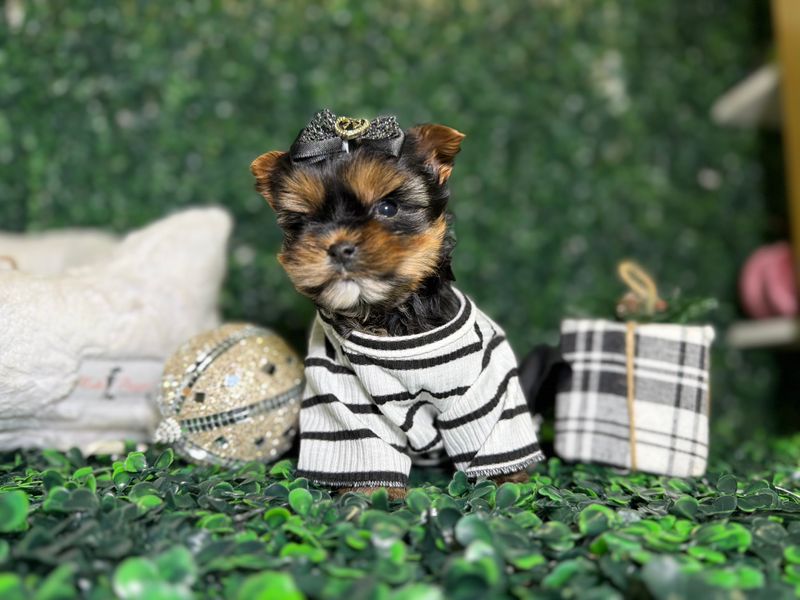 Micro Teacup Yorkie Female    8 weeks old  CKC registered  Ref #1122