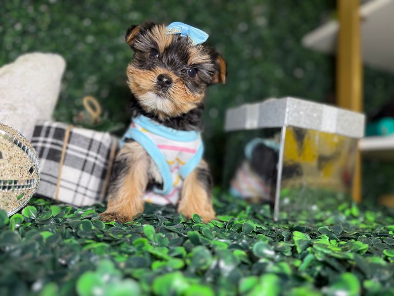XTiny Female Yorkie   8 weeks old  Ckc registered  Ref #1126