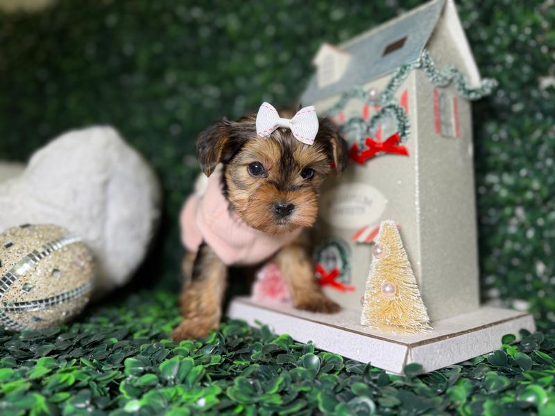 Tiny Yorkie Female  9 Weeks Old Ref #1124
