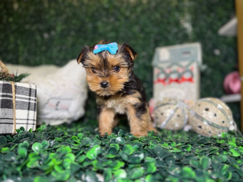 Xtiny Female Yorkie   8 weeks old CKC registered  Ref #1127