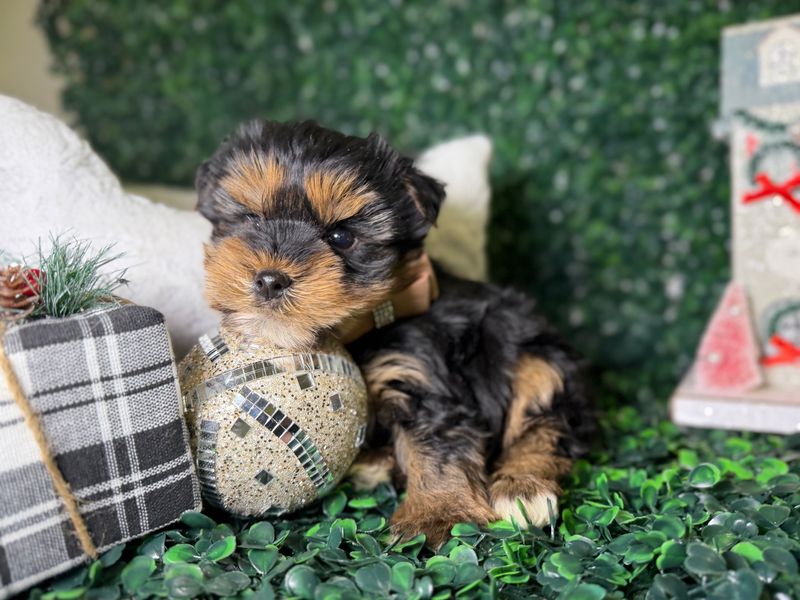 Tiny Yorkie Male 8 weeks old  CKC Registered   Ref #1125