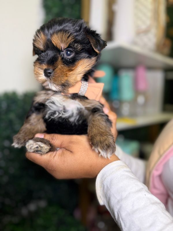 Tiny Yorkie Male 8 weeks old  CKC Registered   Ref #1125
