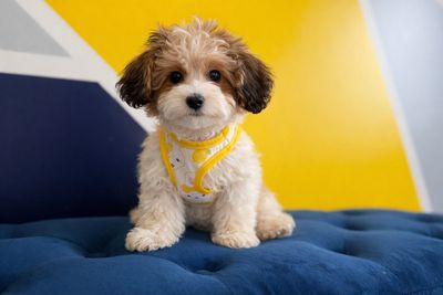 Teddy Bear Male Ref #1140 13 weeks old