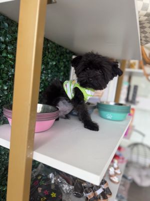 Shorkie Male 12 Weeks Old    Ref #1128