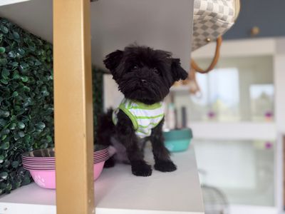 Shorkie Male 12 Weeks Old    Ref #1128