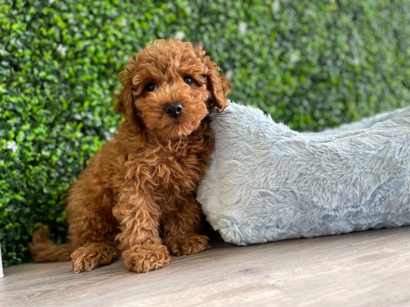 Toy poodle Male  11 weeks old  AKC registered  Ref#1133