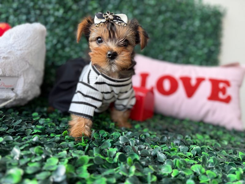 Tiny Female Yorkie    8 weeks old  CKC registered  Ref #1130