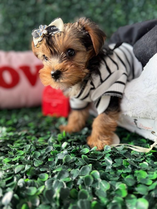 Tiny Female Yorkie    8 weeks old  CKC registered  Ref #1130