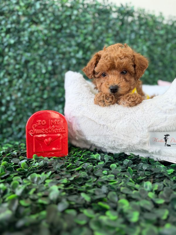 Tiny Toy Poodle Male 8 weeks old  AKC registered  Ref #1134