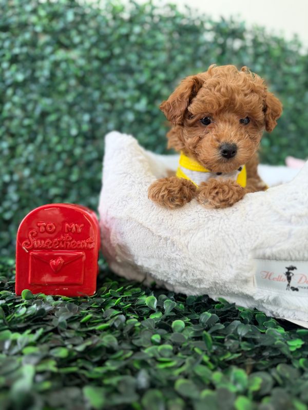 Tiny Toy Poodle Male 8 weeks old  AKC registered  Ref #1134