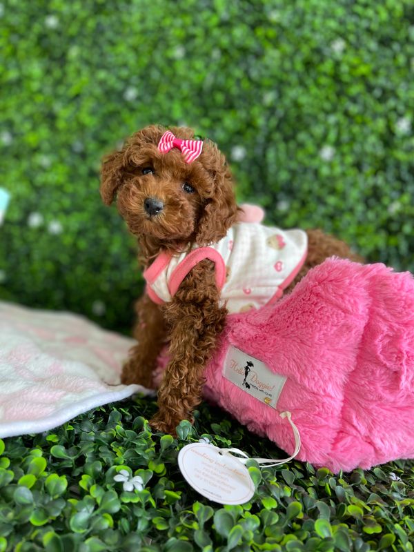 11 week old   Toy Poodle Female AKC registered  Ref #1132