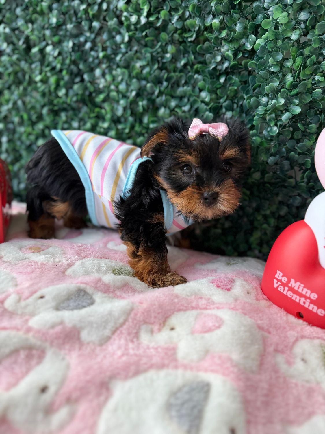 Tiny Yorkie Female  9 Weeks Old Ref #1131