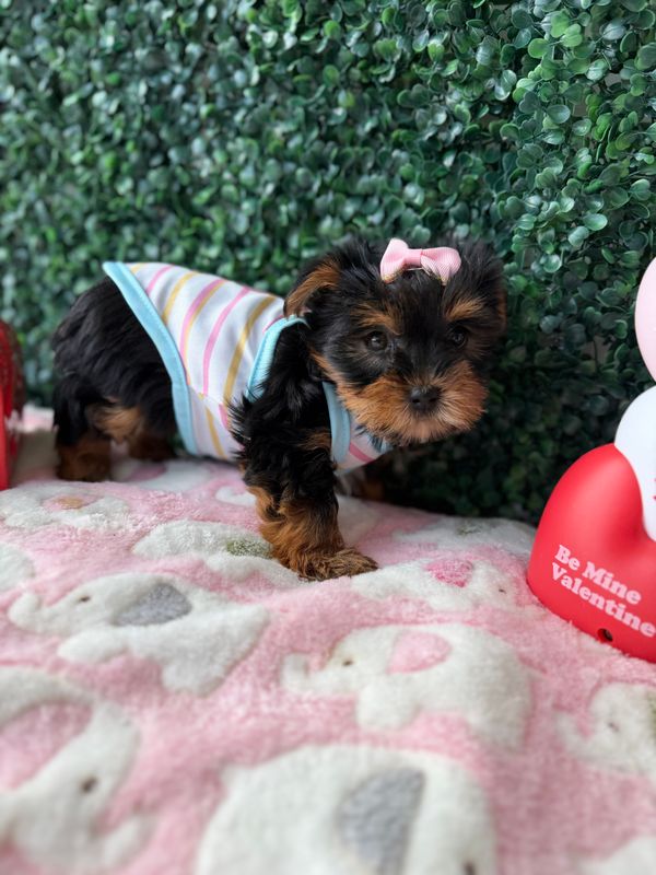Tiny Yorkie Female  9 Weeks Old Ref #1131