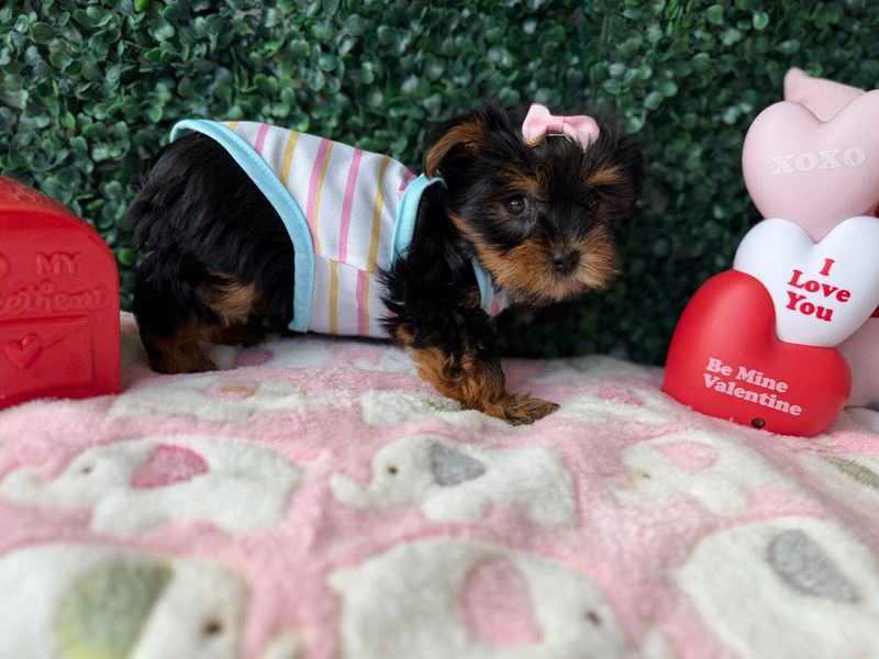 Tiny Yorkie Female  9 Weeks Old Ref #1131