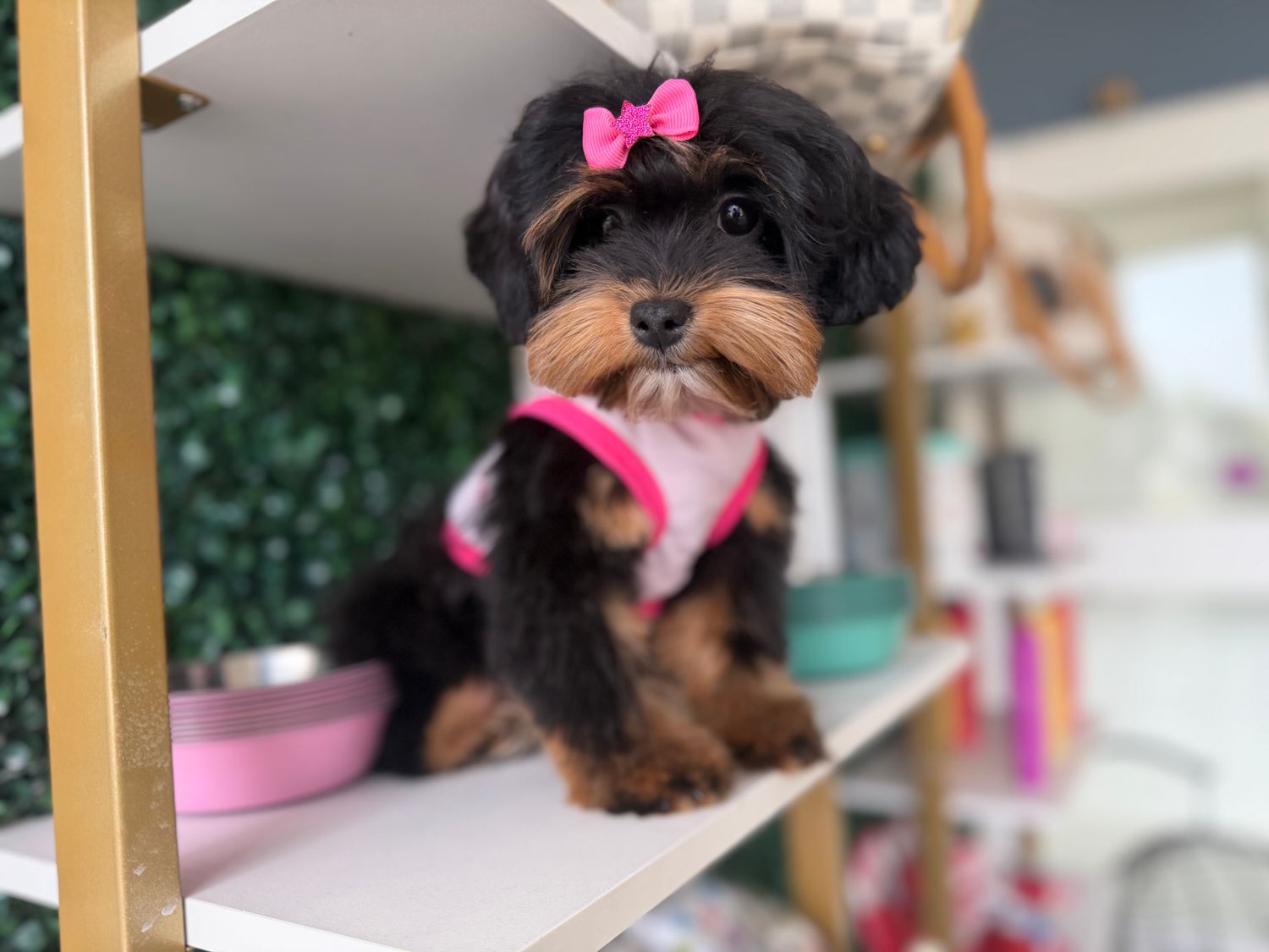 Yorkie-Poo Female 14 weeks old  Ref #1126