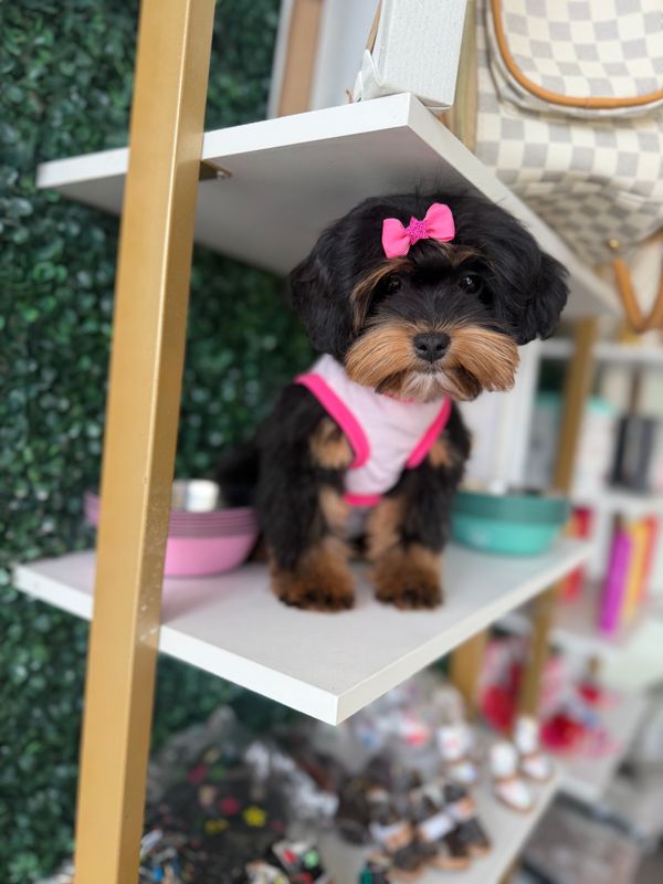 Yorkie-Poo Female 14 weeks old  Ref #1126