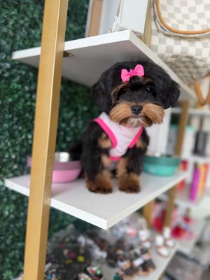 Yorkie-Poo Female 14 weeks old  Ref #1126