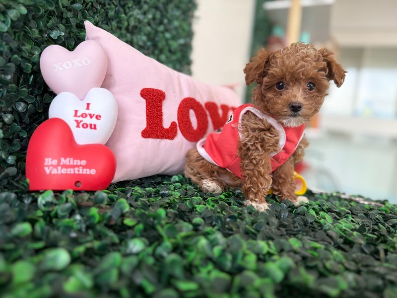 Tiny Toy Poodle Male 8 weeks old AKC registered  Ref #1135