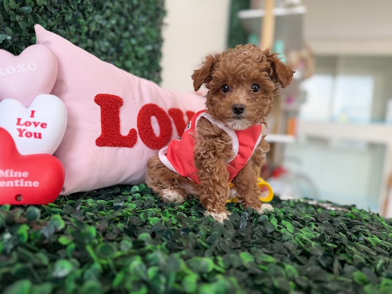 Tiny Toy Poodle Male 8 weeks old AKC registered  Ref #1135