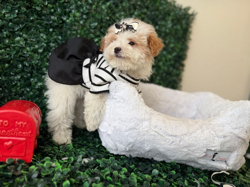 Tiny Malti-Poo Female   10 weeks old      Ref#1138